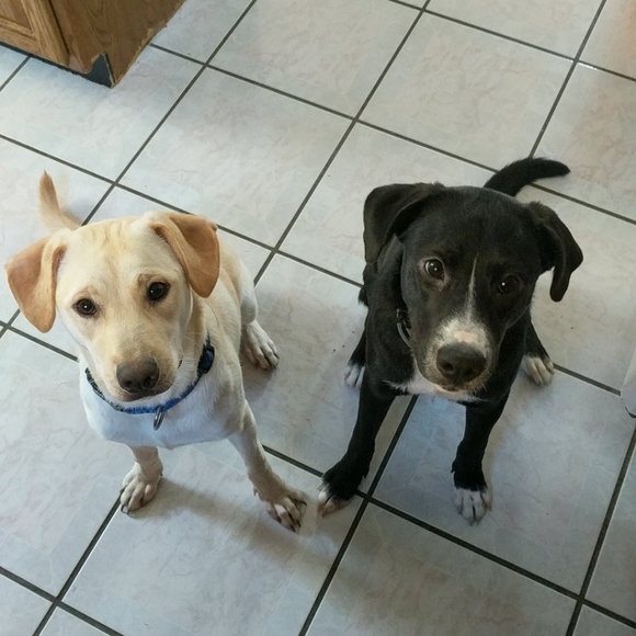 Meet your Posher, Halie - Picture 2 of 3